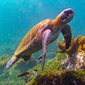 一只海龟在加拉帕戈斯群岛游泳。
