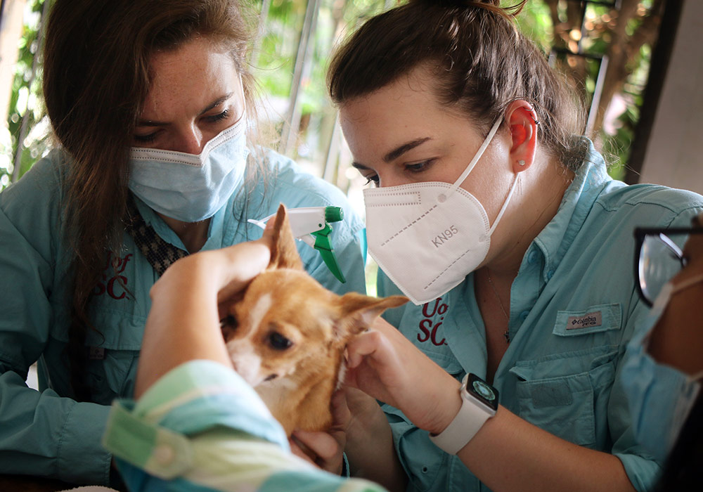 两名戴着手套和口罩的公共卫生专业学生一起工作，从一只狗身上取下蜱虫进行研究。