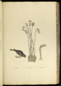 1731年，马克·凯特斯比创作了一幅无色的鸟、一株鬼管植物和一只癞蛤蟆凳。
