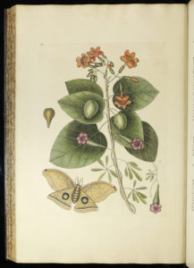 1731年，马克·凯茨比(Mark Catesby)创作了一只浅棕色的Polyphemus蛾，它的两个后翅上有圆形标记。