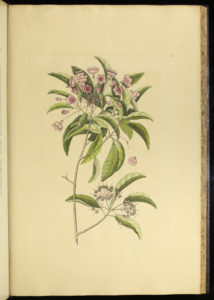 1731年，马克·凯特斯比创作了一棵有淡粉色花朵和绿叶的山月桂树枝。