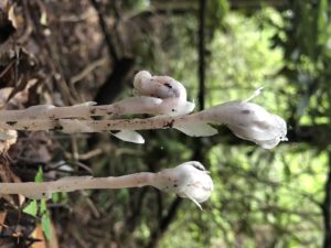 一种原产于卡罗来纳的白色植物的照片，俗称印第安管或鬼管。背景是绿色的树叶。肯德尔·哈尔伯格拍摄于2021年。