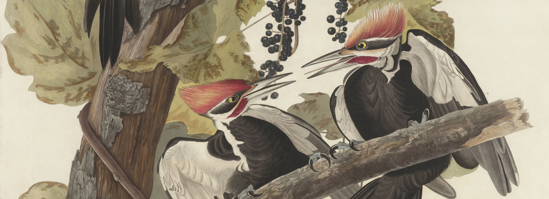 奥杜邦画的两只啄木鸟。