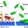 抗菌涂料由天然树脂酸衍生的阳离子化合物和聚合物