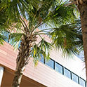 棕榈树在达拉摩尔商学院的面前