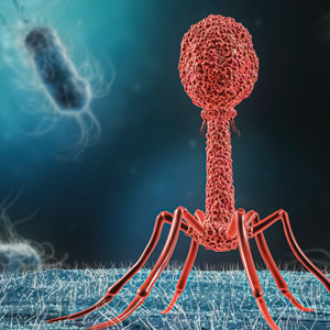 噬菌体显微图像