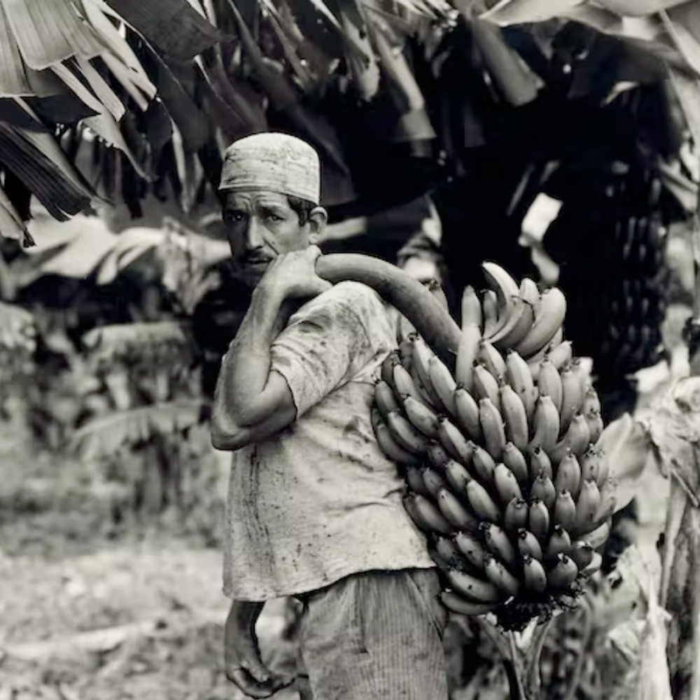 一张黑白照片，一个男人在香蕉树前拿着一串香蕉，脸上带着忧虑的表情